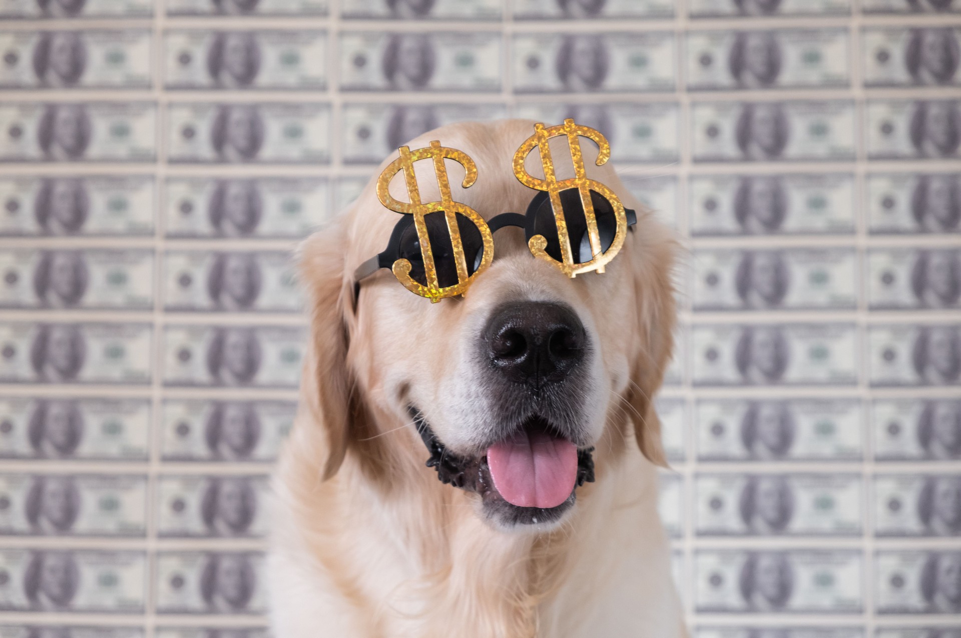 Portrait of a dog in dollar sunglasses on a background of money. A golden retriever sits in front of a hundred dollar bill.