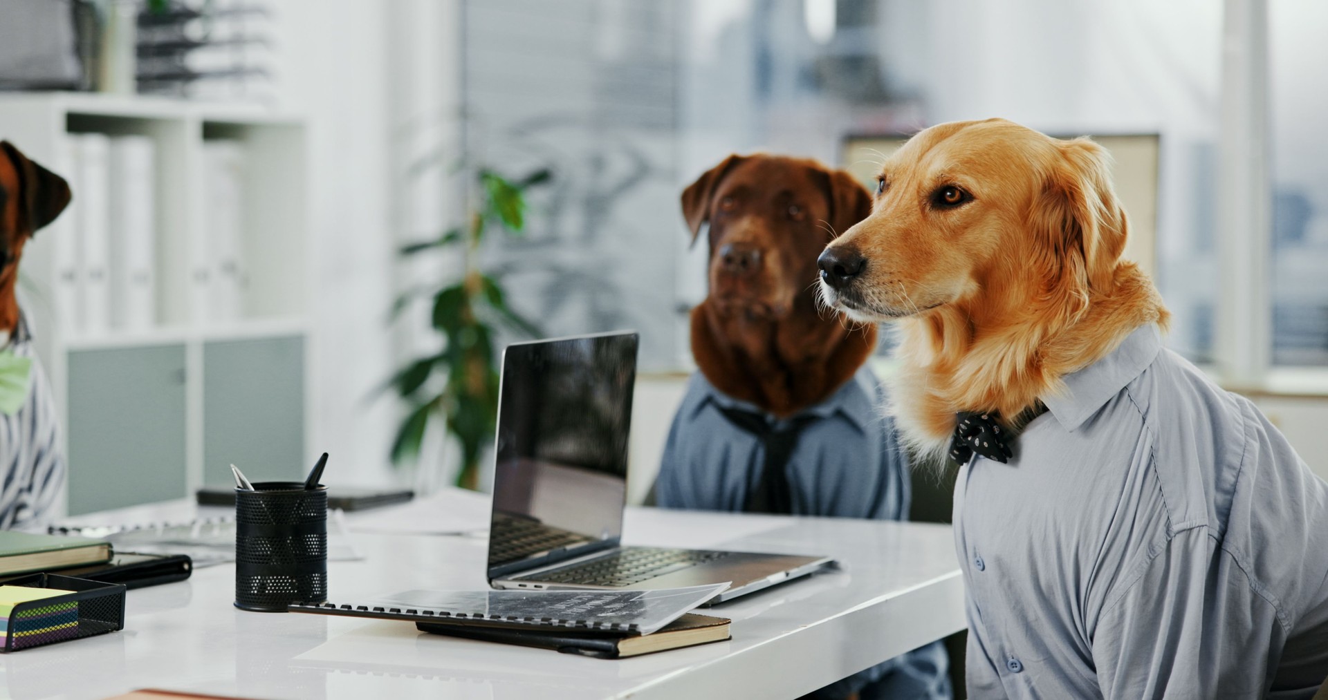 Dogs, office and animal in meeting by laptop at desk while attentive, listening and intelligent. Golden retriever, pet friendly workplace and technology for comic or funny coworking work environment