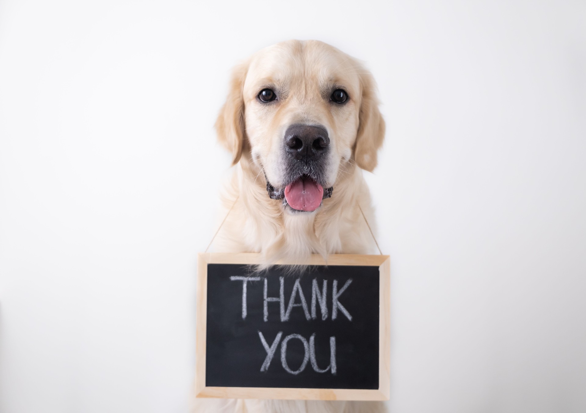 The dog is holding a black sign with the words thank you. Golden Retriever sits on a white background and looks into the camera with an advertising banner.