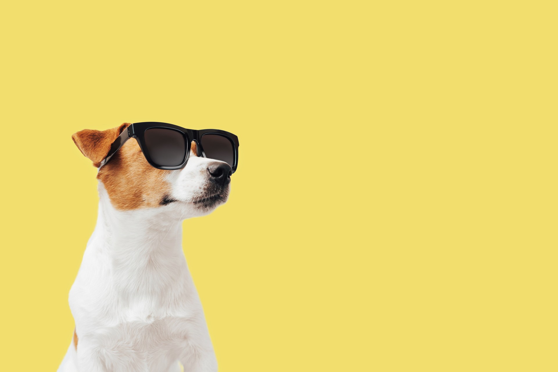Funny Jack Russell Terrier dog with sunglasses isolated on yellow background, copy space